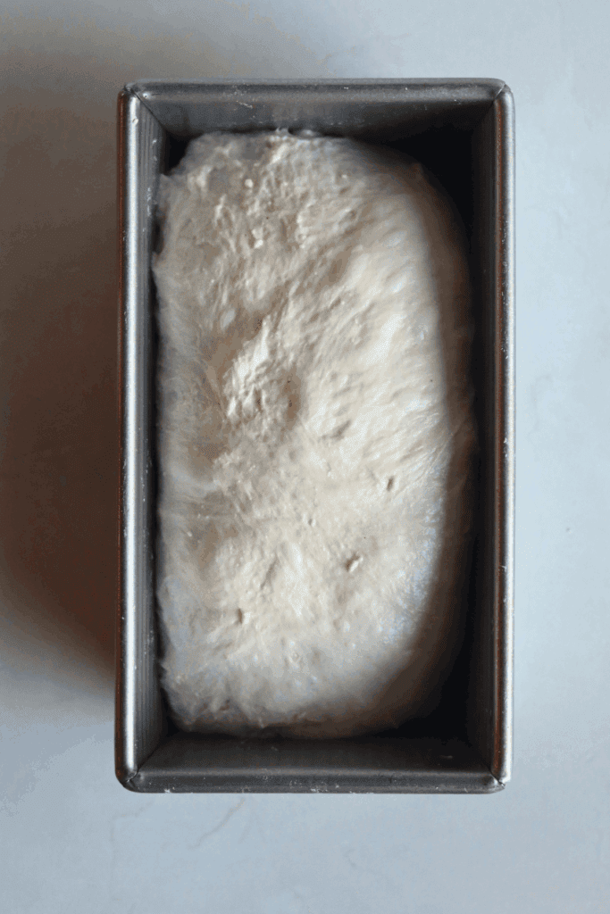 dough shaped and placed in a loaf pan